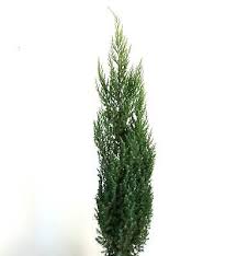 Attēlu rezultāti vaicājumam “Juniperus chinensis”