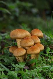 Attēlu rezultāti vaicājumam “Psathyrella lacrymabunda”