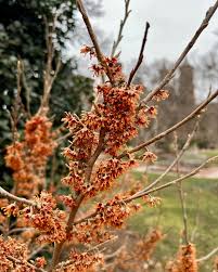 Attēlu rezultāti vaicājumam “Hamamelis vernalis bud”