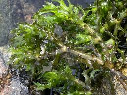 Attēlu rezultāti vaicājumam “Najas marina”