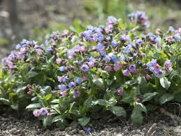 Image result for Lungenkraut