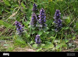 Attēlu rezultāti vaicājumam “Ajuga pyramidalis leaf”