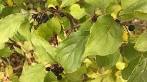 Attēlu rezultāti vaicājumam “Rhamnus cathartica fruit”