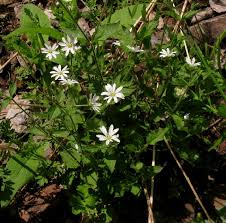 Attēlu rezultāti vaicājumam “Stellaria crassifolia”