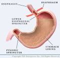 The Importance of Stomach Acid