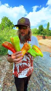 Afbeeldingsresultaat voor aconcagua sweet pepper