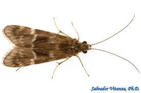 Attēlu rezultāti vaicājumam “Trichoptera”