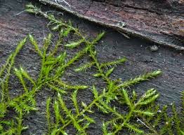 Attēlu rezultāti vaicājumam “Serpoleskea confervoides”