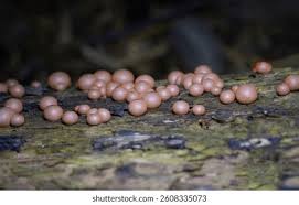 Attēlu rezultāti vaicājumam “Lycogala maculatum young”