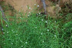 Attēlu rezultāti vaicājumam “Stellaria longifolia leaf”
