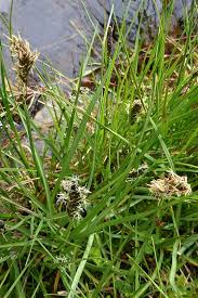 Attēlu rezultāti vaicājumam “Blysmus compressus flower”