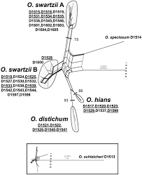 Attēlu rezultāti vaicājumam “Oxyrrhynchium hians var. rigidum macro”