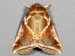 Attēlu rezultāti vaicājumam “Habrosyne pyritoides”