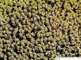 Attēlu rezultāti vaicājumam “Tortella inclinata”