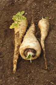 Attēlu rezultāti vaicājumam “Pastinaca sativa”