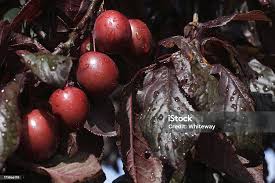 Attēlu rezultāti vaicājumam “Prunus cerasifera fruit”