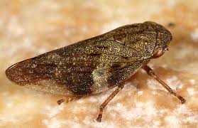 Attēlu rezultāti vaicājumam “Aphrophora alni”