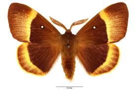 Attēlu rezultāti vaicājumam “Lasiocampa quercus imago”