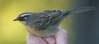 Attēlu rezultāti vaicājumam “Licea pusilla sessile”