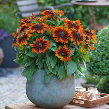 Image result for Rudbeckia