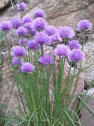 Image result for Allium schoenoprasum
