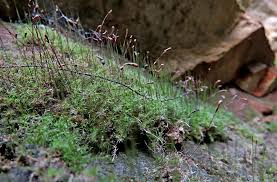 Attēlu rezultāti vaicājumam “Leptobryum pyriforme sporophyte”