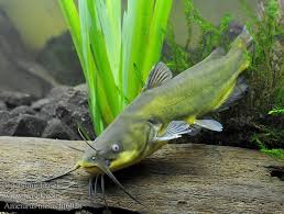 Image result for Ameiurus melas