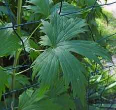 Attēlu rezultāti vaicājumam “Oenothera rubricauli leaf”