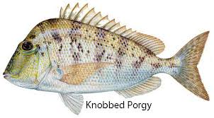 Image result for Calamus nodosus