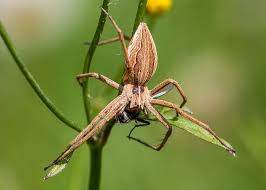 Attēlu rezultāti vaicājumam “Pisaura mirabilis male”