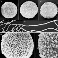 Attēlu rezultāti vaicājumam “Diderma umbilicatum spores”