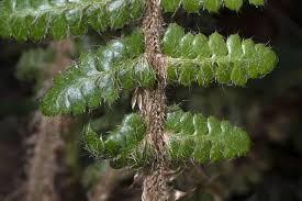 Attēlu rezultāti vaicājumam “Polystichum braunii”