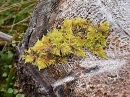 Attēlu rezultāti vaicājumam “Ptilium crista-castrensis”