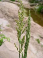 Attēlu rezultāti vaicājumam “Calamagrostis stricta”