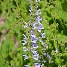 Image result for Salvia pratensis