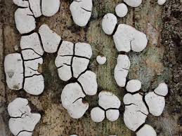 Attēlu rezultāti vaicājumam “Xylobolus frustulatus”