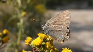Attēlu rezultāti vaicājumam “Satyrium ilicis underside”