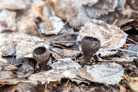 Attēlu rezultāti vaicājumam “Craterium aureum”