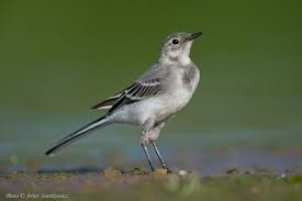 Attēlu rezultāti vaicājumam “Motacilla alba juvenile”