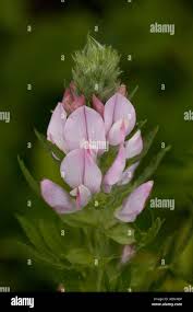 Attēlu rezultāti vaicājumam “Ononis arvensis flower”