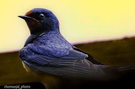 Attēlu rezultāti vaicājumam “Hirundo rustica”