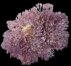 Attēlu rezultāti vaicājumam “Mucronella subtilis”