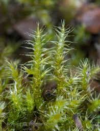 Attēlu rezultāti vaicājumam “Campylium chrysophyllum”