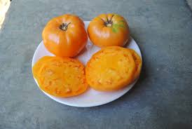 Afbeeldingsresultaat voor amana orange beefsteak tomato