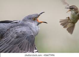 Attēlu rezultāti vaicājumam “Acrocephalus schoenobaenus adult”