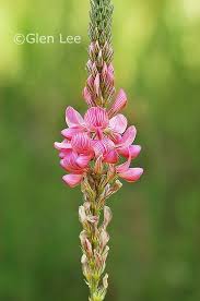 Image result for Onobrychis viciifolia