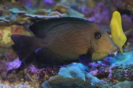 Image result for Ctenochaetus hawaiiensis