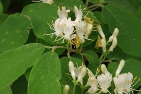 Attēlu rezultāti vaicājumam “Lonicera xylosteum leaf”