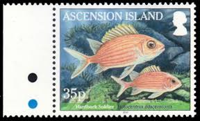 Image result for Holocentrus adscensionis