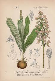 Attēlu rezultāti vaicājumam “Orchis mascula”